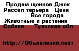 Продам щенков Джек Рассел терьера › Цена ­ 25 000 - Все города Животные и растения » Собаки   . Тульская обл.